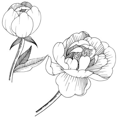 Şakayık izole bir vektör tarzı.