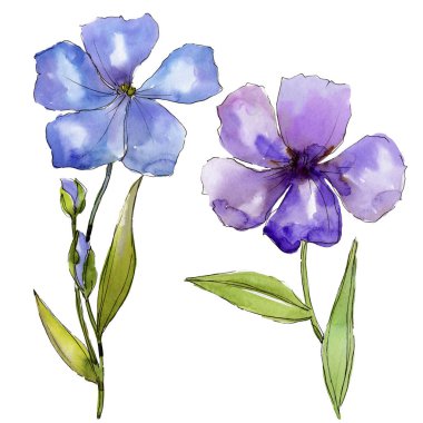 Suluboya mavi ve mor keten çiçekler. Botanik çiçek. İzole illüstrasyon öğesi. Arka plan, doku, sarıcı desen, çerçeve veya kenarlık için Aquarelle kır çiçeği.