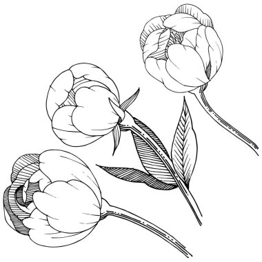 Şakayık izole bir vektör tarzı. Bitki tam adı: şakayık. Arka plan, doku, sarıcı desen, çerçeve veya kenarlık için vektör çiçek.