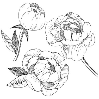 Şakayık izole bir vektör tarzı. Bitki tam adı: şakayık. Arka plan, doku, sarıcı desen, çerçeve veya kenarlık için vektör çiçek.