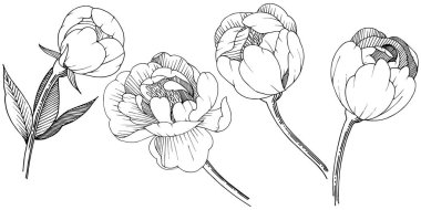 Şakayık izole bir vektör tarzı. Bitki tam adı: şakayık. Arka plan, doku, sarıcı desen, çerçeve veya kenarlık için vektör çiçek.