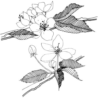 Elma ağacı izole bir vektör tarzı. Bitki tam adı: elma ağacı. Arka plan, doku, sarıcı desen, çerçeve veya kenarlık için vektör çiçek.