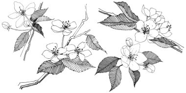 Elma ağacı izole bir vektör tarzı. Bitki tam adı: elma ağacı. Arka plan, doku, sarıcı desen, çerçeve veya kenarlık için vektör çiçek.