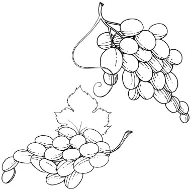 Üzüm sağlıklı gıda izole bir vektör tarzı. Meyve tam adı: üzüm. Vektör arka plan, doku, sarıcı desen veya menü yabani meyve.