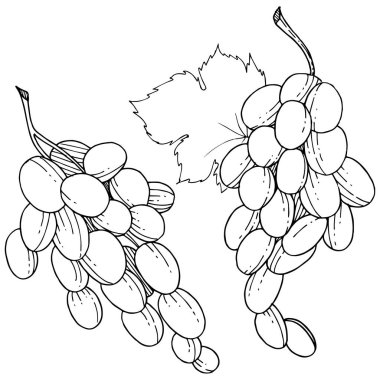 Üzüm sağlıklı gıda izole bir vektör tarzı. Meyve tam adı: üzüm. Vektör arka plan, doku, sarıcı desen veya menü yabani meyve.