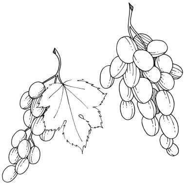 Üzüm sağlıklı gıda izole bir vektör tarzı. Meyve tam adı: üzüm. Vektör arka plan, doku, sarıcı desen veya menü yabani meyve.