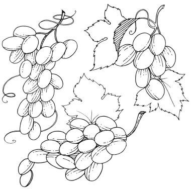 Üzüm sağlıklı gıda izole bir vektör tarzı. Meyve tam adı: üzüm. Vektör arka plan, doku, sarıcı desen veya menü yabani meyve.