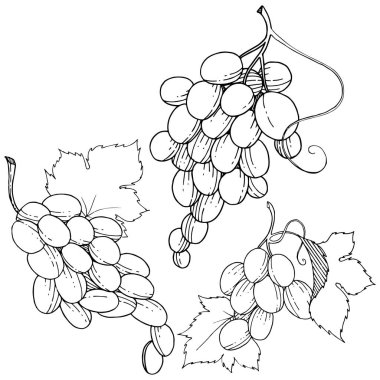 Üzüm sağlıklı gıda izole bir vektör tarzı. Meyve tam adı: üzüm. Vektör arka plan, doku, sarıcı desen veya menü yabani meyve.