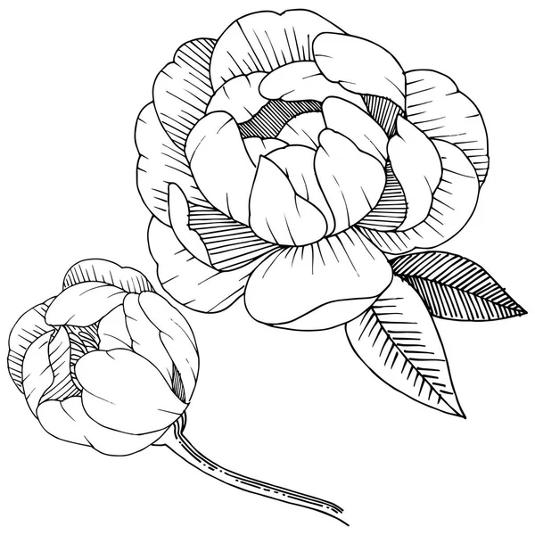 Peonía Estilo Vectorial Aislado Nombre Completo Planta Peony Flor Vectorial — Archivo Imágenes Vectoriales