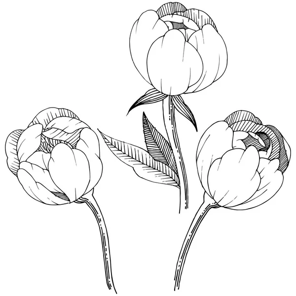 Пион Изолированном Векторном Стиле Полное Название Растения Пион Векторный Цветок — стоковый вектор
