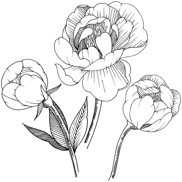 Peonía Estilo Vectorial Aislado Nombre Completo Planta Peony Flor Vectorial — Vector de stock