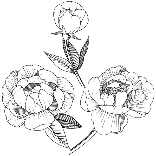 分離されたベクター スタイルの牡丹 植物の完全な名前 テクスチャ ラッパー パターン 枠や図面枠のベクターの花 — ストックベクタ