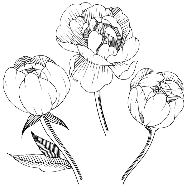 Peonía Estilo Vectorial Aislado Nombre Completo Planta Peony Flor Vectorial — Vector de stock