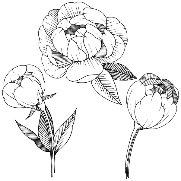 Pivoine Dans Style Vectoriel Isolé Nom Complet Plante Pivoine Fleur — Image vectorielle