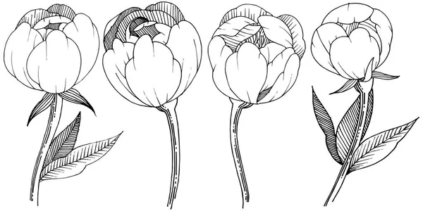 Peonía Estilo Vectorial Aislado Nombre Completo Planta Peony Flor Vectorial — Vector de stock