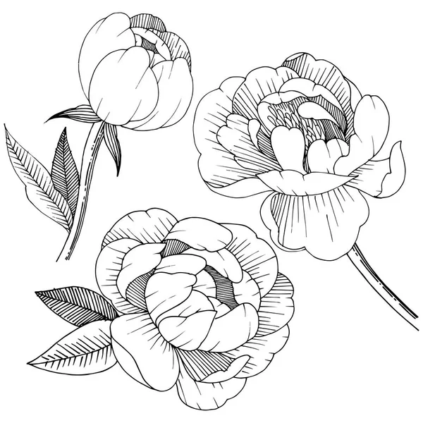 Peonía Estilo Vectorial Aislado Nombre Completo Planta Peony Flor Vectorial — Vector de stock