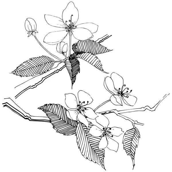 Elma ağacı izole bir vektör tarzı. Bitki tam adı: elma ağacı. Arka plan, doku, sarıcı desen, çerçeve veya kenarlık için vektör çiçek.