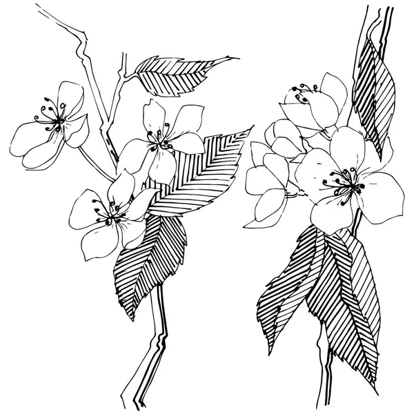 Elma ağacı izole bir vektör tarzı. Bitki tam adı: elma ağacı. Arka plan, doku, sarıcı desen, çerçeve veya kenarlık için vektör çiçek.