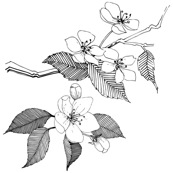 Elma ağacı izole bir vektör tarzı. Bitki tam adı: elma ağacı. Arka plan, doku, sarıcı desen, çerçeve veya kenarlık için vektör çiçek.