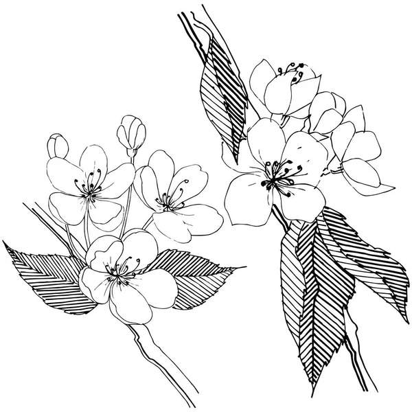 Elma ağacı izole bir vektör tarzı. Bitki tam adı: elma ağacı. Arka plan, doku, sarıcı desen, çerçeve veya kenarlık için vektör çiçek.