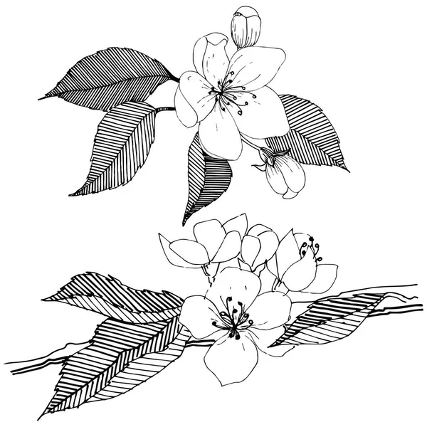 Elma ağacı izole bir vektör tarzı. Bitki tam adı: elma ağacı. Arka plan, doku, sarıcı desen, çerçeve veya kenarlık için vektör çiçek.