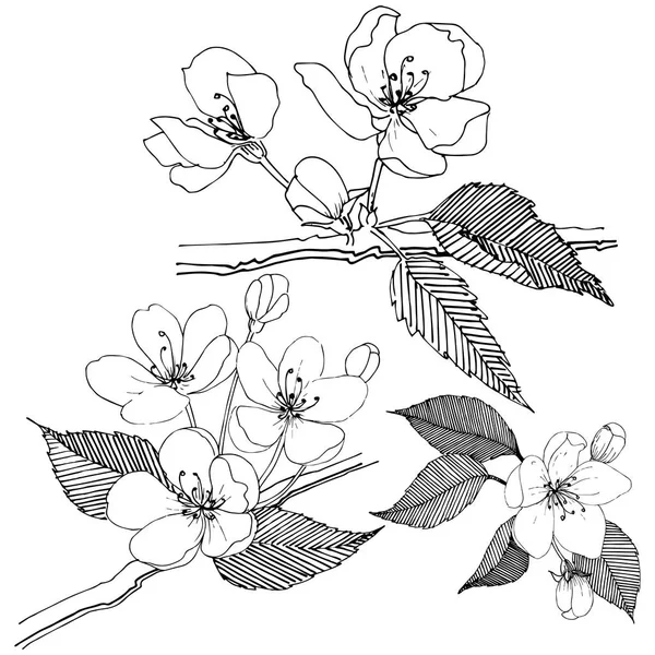 Elma ağacı izole bir vektör tarzı. Bitki tam adı: elma ağacı. Arka plan, doku, sarıcı desen, çerçeve veya kenarlık için vektör çiçek.