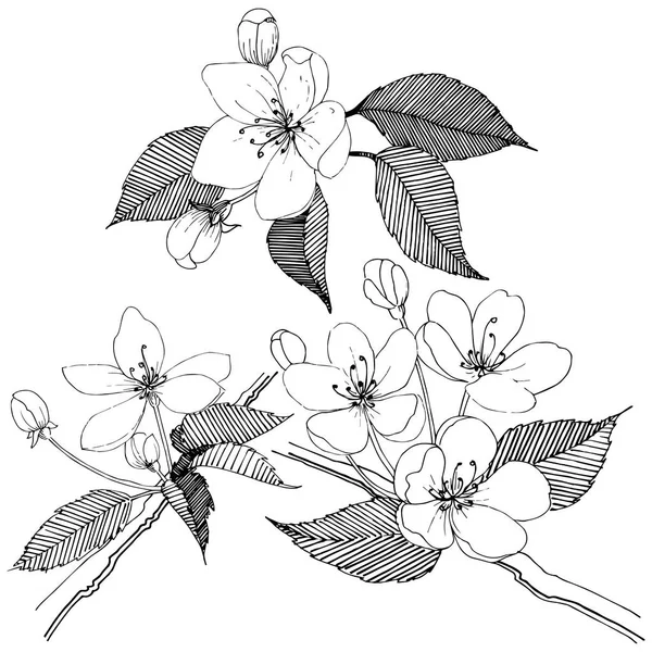 Elma ağacı izole bir vektör tarzı. Bitki tam adı: elma ağacı. Arka plan, doku, sarıcı desen, çerçeve veya kenarlık için vektör çiçek.