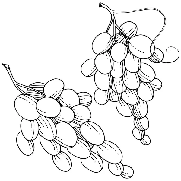 Üzüm sağlıklı gıda izole bir vektör tarzı. Meyve tam adı: üzüm. Vektör arka plan, doku, sarıcı desen veya menü yabani meyve.