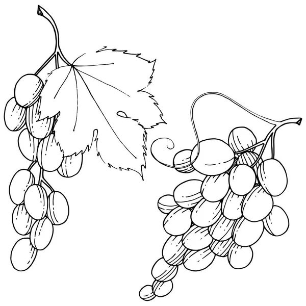 Üzüm sağlıklı gıda izole bir vektör tarzı. Meyve tam adı: üzüm. Vektör arka plan, doku, sarıcı desen veya menü yabani meyve.