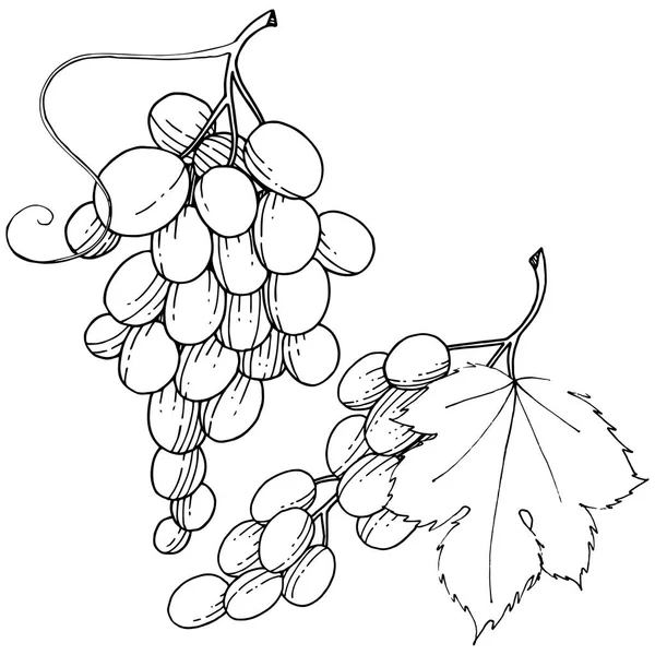 Üzüm sağlıklı gıda izole bir vektör tarzı. Meyve tam adı: üzüm. Vektör arka plan, doku, sarıcı desen veya menü yabani meyve.