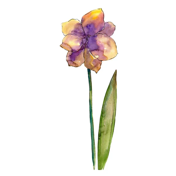 Sulu Boya Renkli Amaryllis Çiçekler Botanik Çiçek Zole Illüstrasyon Öğesi — Stok fotoğraf