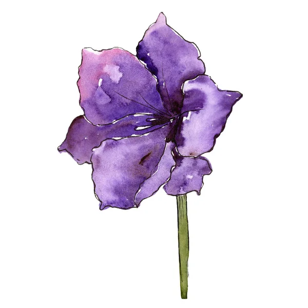 Aquarel Paarse Amaryllis Bloemen Floral Botanische Bloem Geïsoleerde Illustratie Element — Stockfoto