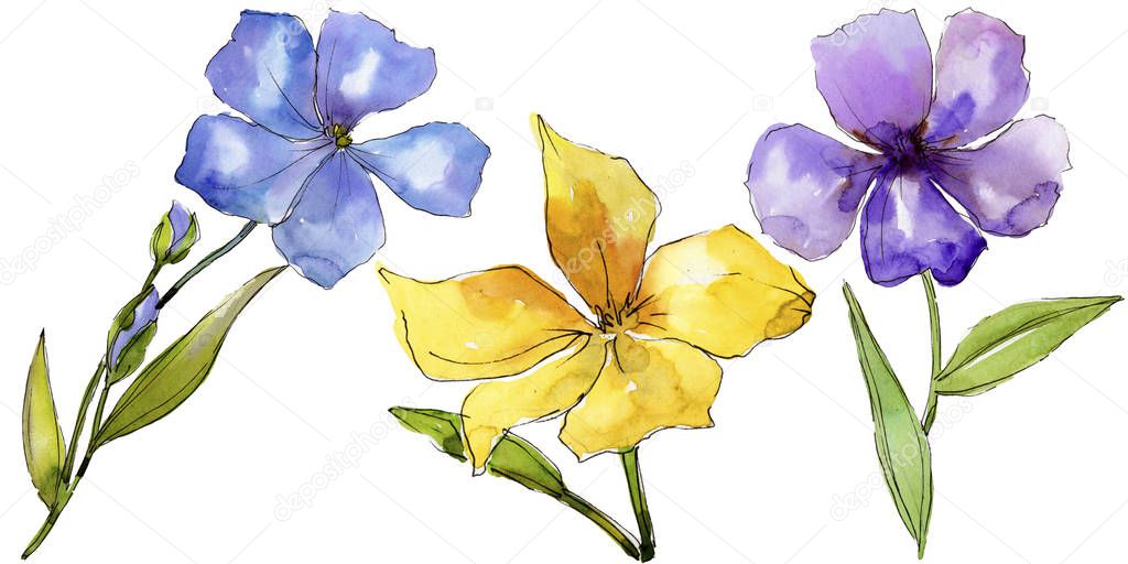 Watercolor colorful flax flowers. Floral botanical flower. Isolated illustration element. Aquarelle wildflower for background, texture, wrapper pattern, frame or border.
