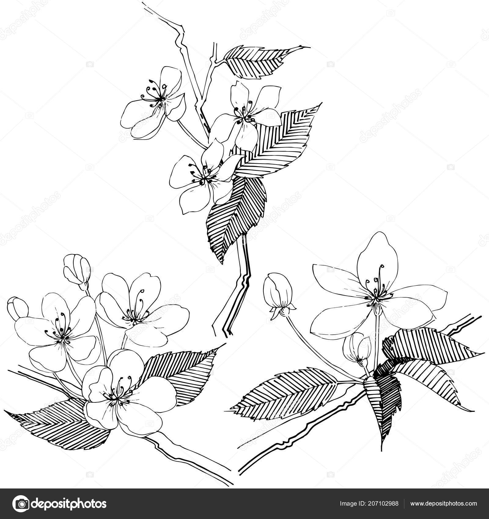 Árvore Maçã Estilo Vetorial Isolado Nome Completo Planta Macieira Flor  Vetor de ©MyStocks 207102988, image size:1600x1700