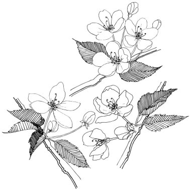 Elma ağacı izole bir vektör tarzı. Bitki tam adı: elma ağacı. Arka plan, doku, sarıcı desen, çerçeve veya kenarlık için vektör çiçek.