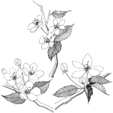 Elma ağacı izole bir vektör tarzı. Bitki tam adı: elma ağacı. Arka plan, doku, sarıcı desen, çerçeve veya kenarlık için vektör çiçek.