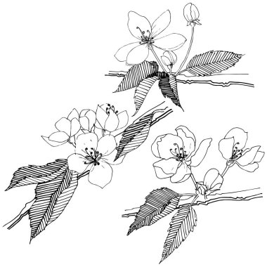 Elma ağacı izole bir vektör tarzı. Bitki tam adı: elma ağacı. Arka plan, doku, sarıcı desen, çerçeve veya kenarlık için vektör çiçek.