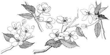 Elma ağacı izole bir vektör tarzı. Bitki tam adı: elma ağacı. Arka plan, doku, sarıcı desen, çerçeve veya kenarlık için vektör çiçek.