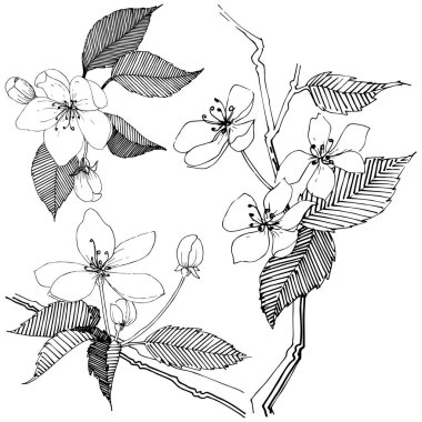 Elma ağacı izole bir vektör tarzı. Bitki tam adı: elma ağacı. Arka plan, doku, sarıcı desen, çerçeve veya kenarlık için vektör çiçek.