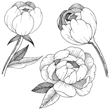 Şakayık izole bir vektör tarzı. Bitki tam adı: şakayık. Arka plan, doku, sarıcı desen, çerçeve veya kenarlık için vektör çiçek.