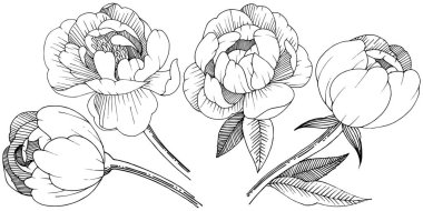 Şakayık izole bir vektör tarzı. Bitki tam adı: şakayık. Arka plan, doku, sarıcı desen, çerçeve veya kenarlık için vektör çiçek.