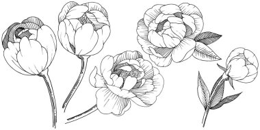 Şakayık izole bir vektör tarzı. Bitki tam adı: şakayık. Arka plan, doku, sarıcı desen, çerçeve veya kenarlık için vektör çiçek.