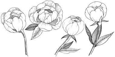 Şakayık izole bir vektör tarzı. Bitki tam adı: şakayık. Arka plan, doku, sarıcı desen, çerçeve veya kenarlık için vektör çiçek.