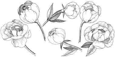 Şakayık izole bir vektör tarzı. Bitki tam adı: şakayık. Arka plan, doku, sarıcı desen, çerçeve veya kenarlık için vektör çiçek.