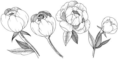 Şakayık izole bir vektör tarzı. Bitki tam adı: şakayık. Arka plan, doku, sarıcı desen, çerçeve veya kenarlık için vektör çiçek.