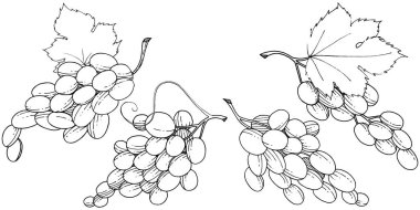 Üzüm sağlıklı gıda izole bir vektör tarzı. Meyve tam adı: üzüm. Vektör arka plan, doku, sarıcı desen veya menü yabani meyve.