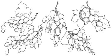 Üzüm sağlıklı gıda izole bir vektör tarzı. Meyve tam adı: üzüm. Vektör arka plan, doku, sarıcı desen veya menü yabani meyve.