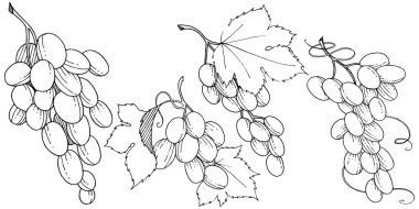 Üzüm sağlıklı gıda izole bir vektör tarzı. Meyve tam adı: üzüm. Vektör arka plan, doku, sarıcı desen veya menü yabani meyve.