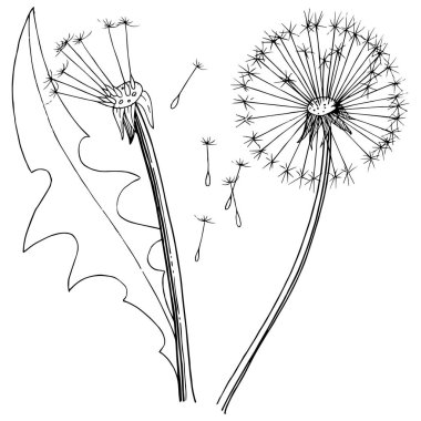 Kır çiçeği izole bir vektör tarzda karahindiba. Bitki tam adı: karahindiba. Arka plan, doku, sarıcı desen, çerçeve veya kenarlık için vektör çiçek.