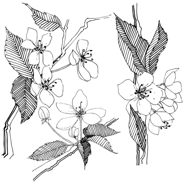 Elma ağacı izole bir vektör tarzı. Bitki tam adı: elma ağacı. Arka plan, doku, sarıcı desen, çerçeve veya kenarlık için vektör çiçek.